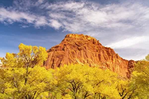 Images Dated 4th October 2022: USA, Utah, Capitol Reef National Park. Red rock formation and fall cottonwood trees