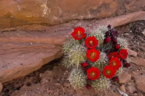 Claret Cup Prints: USA, Utah, Cedar Mesa. Red flowers of claret cup cactus in bloom on slickrock