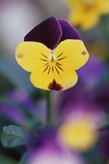 Pollen Prints: USA, Utah, Close-Up of Viola tricolor in garden