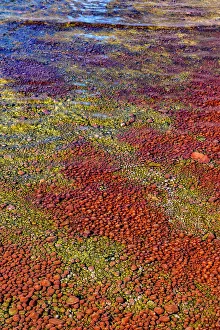 Geological Formation Prints: USA, Utah. Crystal Geyser, a cold water geyser