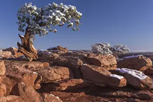 Images Dated 1st February 2014: USA Utah Dead Horse Point Canyonlands National Park Lone Pine