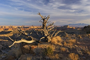 Dead Prints: USA, Utah. A dead snag overlooking the San Rafael Swell