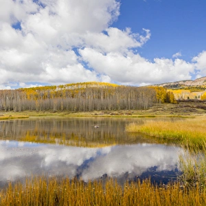 Images Dated 7th October 2015: USA, Utah, Dixie National Forest. Chriss Lake landscape