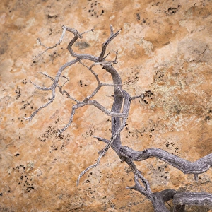 Images Dated 20th November 2013: USA, Utah, Dixie National Forest. Twisted dead branch and sandstone rock wall. Credit as