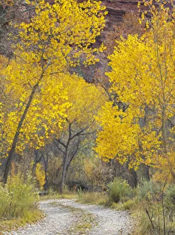 Fremont Cottonwood Prints: USA, Utah. Dixie National Forest, Golden Fremont Cottonwood trees, along hwy 12