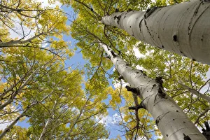 Images Dated 17th January 2022: USA, Utah. Dixie National Forest. Looking up at tall Aspens