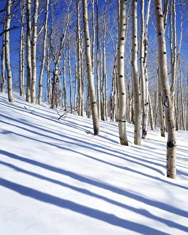 USA, Utah, Dixie National Forest, Aspen Grove