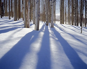 USA, Utah, Dixie National Forest, Aspens in winter