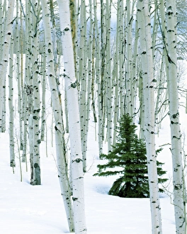 Dixie Prints: USA, Utah, Dixie National Forest, Fir in Aspen grove