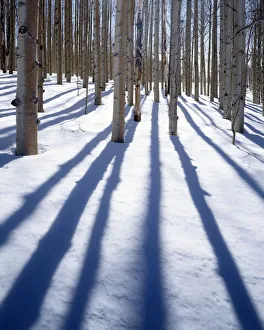 USA, Utah, Dixie Natoinal Forest, Aspen