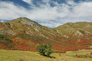 Maple Prints: USA, Utah. East of Brigham City near Wellsville with mountain range covered in canyon maple in reds of fall color