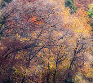 Logan Prints: USA, Utah, east of Logan on highway 89 fall color on Canyon Maple