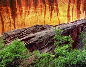 Images Dated 14th September 2015: USA Utah Escalante Neon Canyon and Foliage