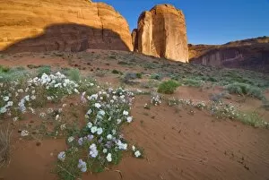 Images Dated 11th May 2007: USA, Utah, Escalante Wilderness. Wildflowers in Coyote Gulch. (MR)