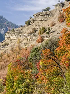 Images Dated 14th September 2021: USA, Utah. Fall color with aspens along Logan Canyon