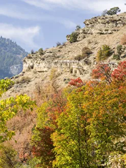 Images Dated 14th September 2021: USA, Utah. Fall color with aspens along Logan Canyon