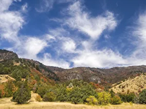 USA, Utah. Fall color with aspens along Logan Canyon