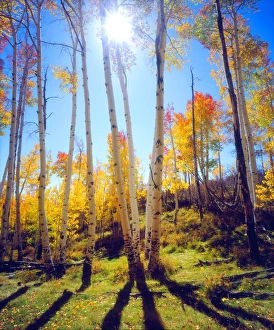 Images Dated 6th May 2014: USA; Utah; Fall colors of Aspen trees
