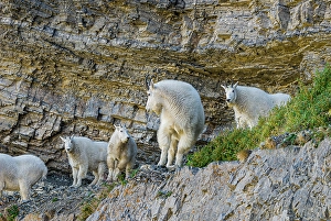 Prints of USA, Utah. Family of mountain goats on rocky ledge, Mount Timpanogos Wilderness, Uinta-Wasatch-Cache National Forest near Sundance and Provo Images Dated 2024 October: USA, Utah. Family of mountain goats on rocky ledge