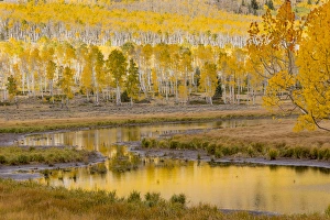 Images Dated 2nd October 2015: USA, Utah, Fishlake National Forest. Ponds and forest landscape