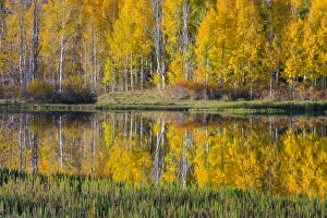 Images Dated 12th October 2015: USA, Utah, Fishlake National Forest. Round Lake scenic