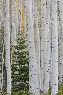 Images Dated 2nd October 2015: USA, Utah, Fishlake National Forest. Conifer tree in aspen forest