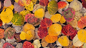Images Dated 2nd October 2015: USA, Utah, Fishlake National Forest. Aspen leaves in a pool