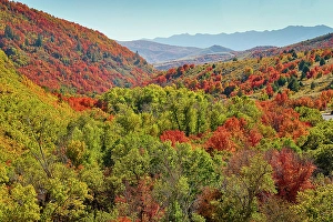 Wasatch Prints: USA, Utah. Foothills east of Ogden in fall colors with Aspen and maple