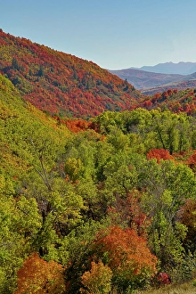 Wasatch Prints: USA, Utah. Foothills east of Ogden in fall colors with Aspen and maple