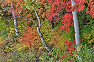 Maple Prints: USA, Utah, Garden City. Aspen and maple on hillsides just east of town