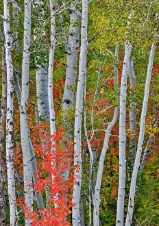 Maple Prints: USA, Utah, Garden City. Aspen and maple on hillsides just east of town