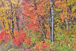 Maple Prints: USA, Utah, Garden City. Aspen and maple on hillsides just east of town