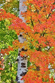 Maple Prints: USA, Utah, Garden City. Aspen and maple on hillsides just east of town