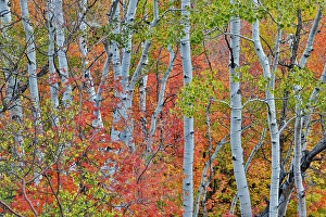 Maple Prints: USA, Utah, Garden City. Aspen and maple on hillsides just east of town
