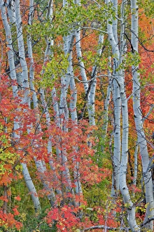 Maple Prints: USA, Utah, Garden City. Aspen and maple on hillsides just east of town