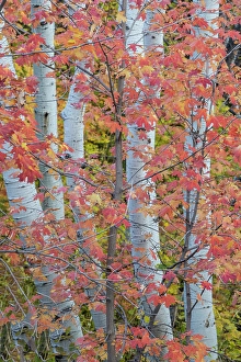 Maple Prints: USA, Utah, Garden City. Aspen and maple on hillsides just east of town