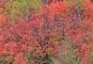 Garden City Prints: USA, Utah, Garden City. Bear lake area in autumn colors of red