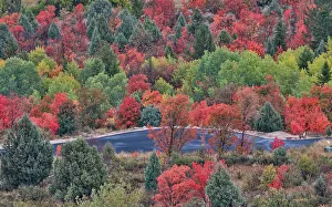 Garden City Prints: USA, Utah, Garden City. Bear lake area in autumn colors of red