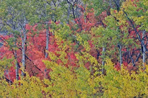 Garden City Prints: USA, Utah, Garden City. Bear lake area in autumn colors of red
