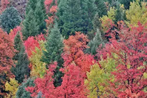 Garden City Prints: USA, Utah, Garden City. Bear lake area in autumn colors of red