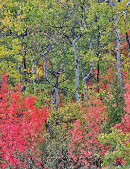 Garden City Prints: USA, Utah, Garden City. Bear lake area in autumn colors of red