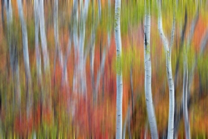 Blur Prints: USA, Utah, Garden City. Blur of Aspen and maple on hillsides just east of town