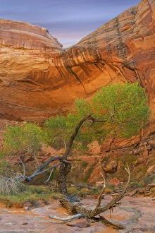 Images Dated 10th November 2013: USA, Utah, Glen Canyon National Recreation Area. Cottonwood tree in Pool Canyon. Credit as