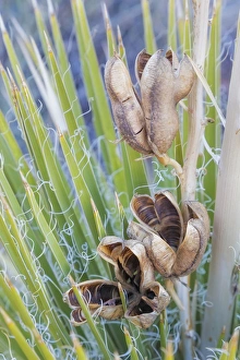 Images Dated 12th November 2013: USA, Utah, Glen Canyon National Recreation Area. Close-up of a yucca plant with seed pods