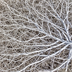 Images Dated 12th November 2013: USA, Utah, Glen Canyon National Recreation Area. Close-up of tumble weed. Credit as