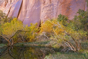 Images Dated 10th November 2013: USA, Utah, Glen Canyon National Recreation Area. An oasis in Forest Cove. Credit as