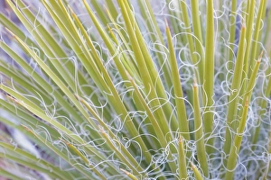 Images Dated 12th November 2013: USA, Utah, Glen Canyon National Recreation Area. Close-up of a yucca plant. Credit as