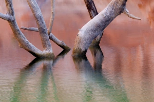 Images Dated 4th November 2009: USA, Utah, Glen Canyon National Recreation Area. Dead cottonwood trunks in lake. Credit as