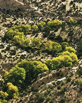 USA, Utah, Grand Staircase-Escalante National Monument, Fremont Cottonwoods in Dry Hollow