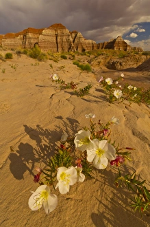 Images Dated 13th May 2011: USA, Utah, Grand Staircase Escalante National Monument